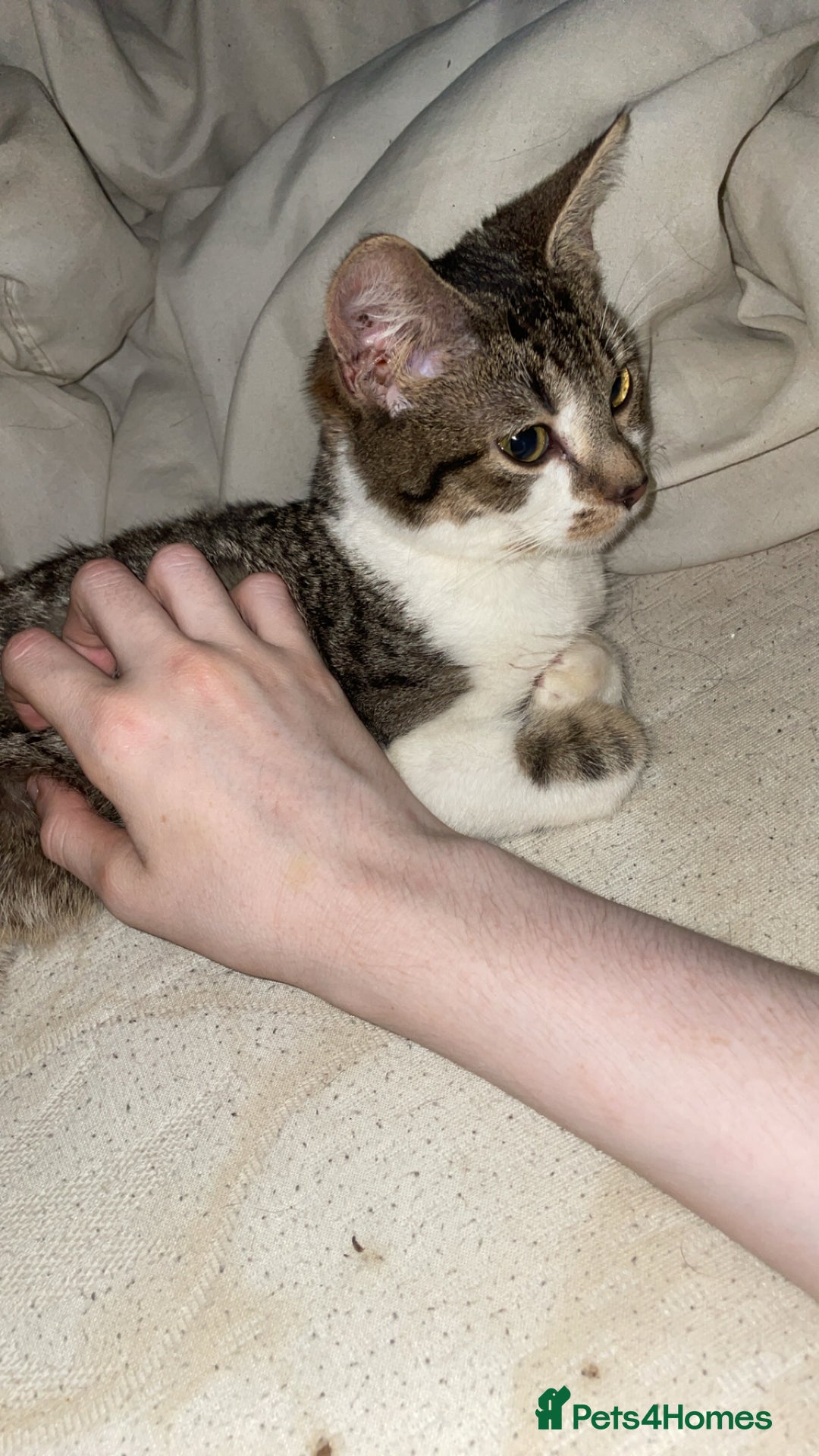 American Shorthair cats for sale: 8 months old kitten for sale - Image 4