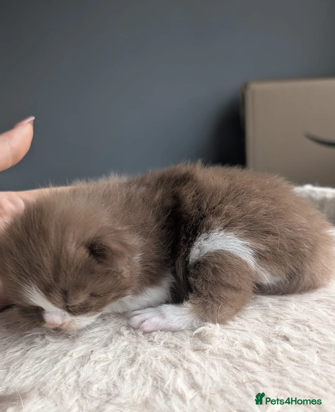 British Shorthair cats for stud: Title: 🏆GCCF & TICA reg🪩BSH CINNAMON BICOLOR - Advert 9