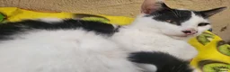 Mixed Breed cats for sale: Dice the Cheeky harlequin kitten  - Advert 2