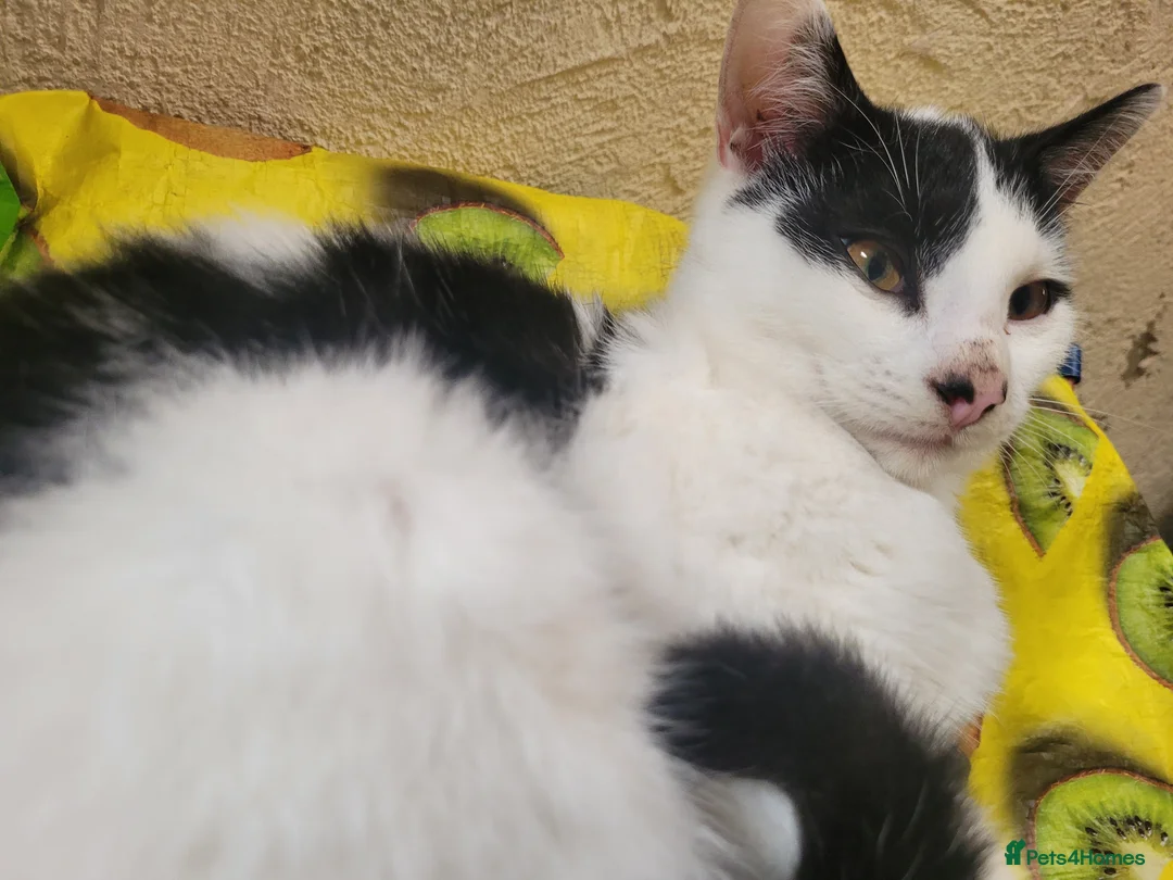 Mixed Breed cats for sale: Dice the Cheeky harlequin kitten  - Advert 2