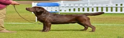 Labrador Retriever dogs for sale: Show Champion Lineage Chocolate Labrador Puppies - Advert 3