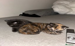 Mixed Breed cats for sale: 3 beautiful kittens  - Image 10
