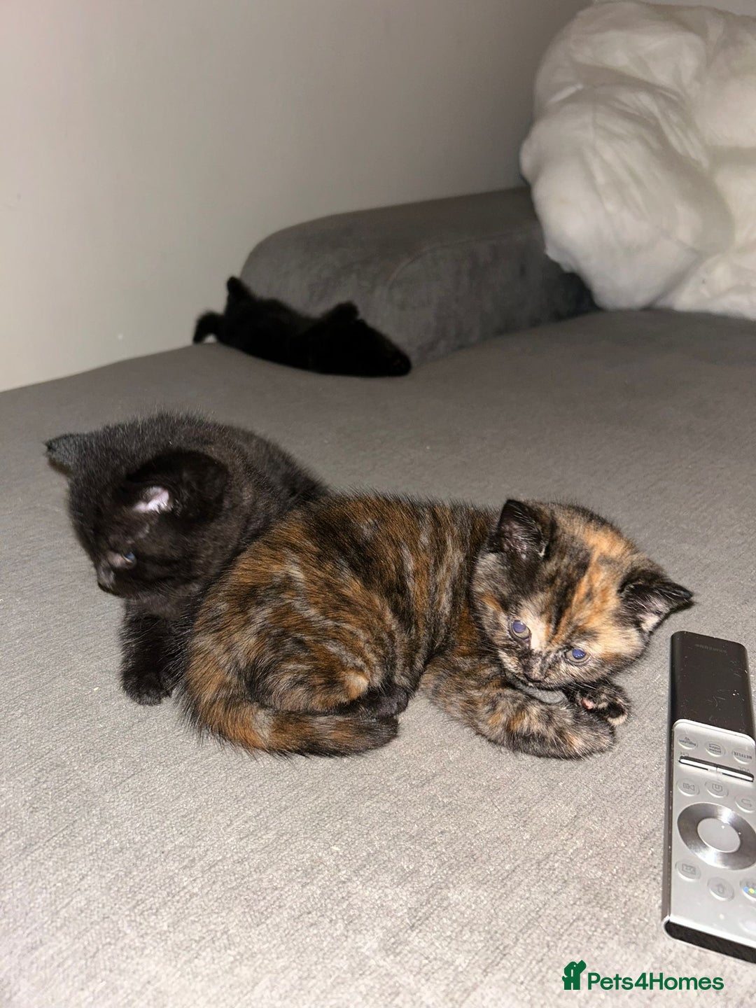 Mixed Breed cats for sale: 3 beautiful kittens  - Image 10