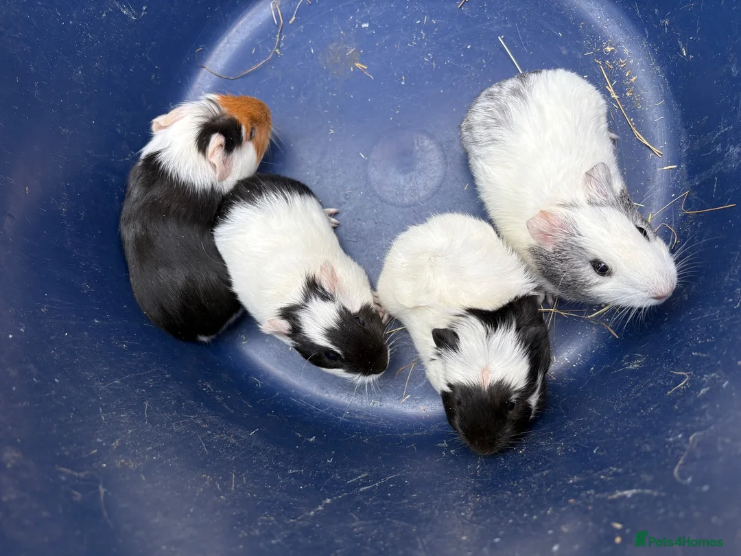 Guinea Pig rodents for sale: Two pairs of baby boy guinea pigs for sale  - Advert 2