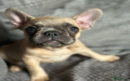 French Bulldog dogs for sale:  French bulldogs  - Image 10