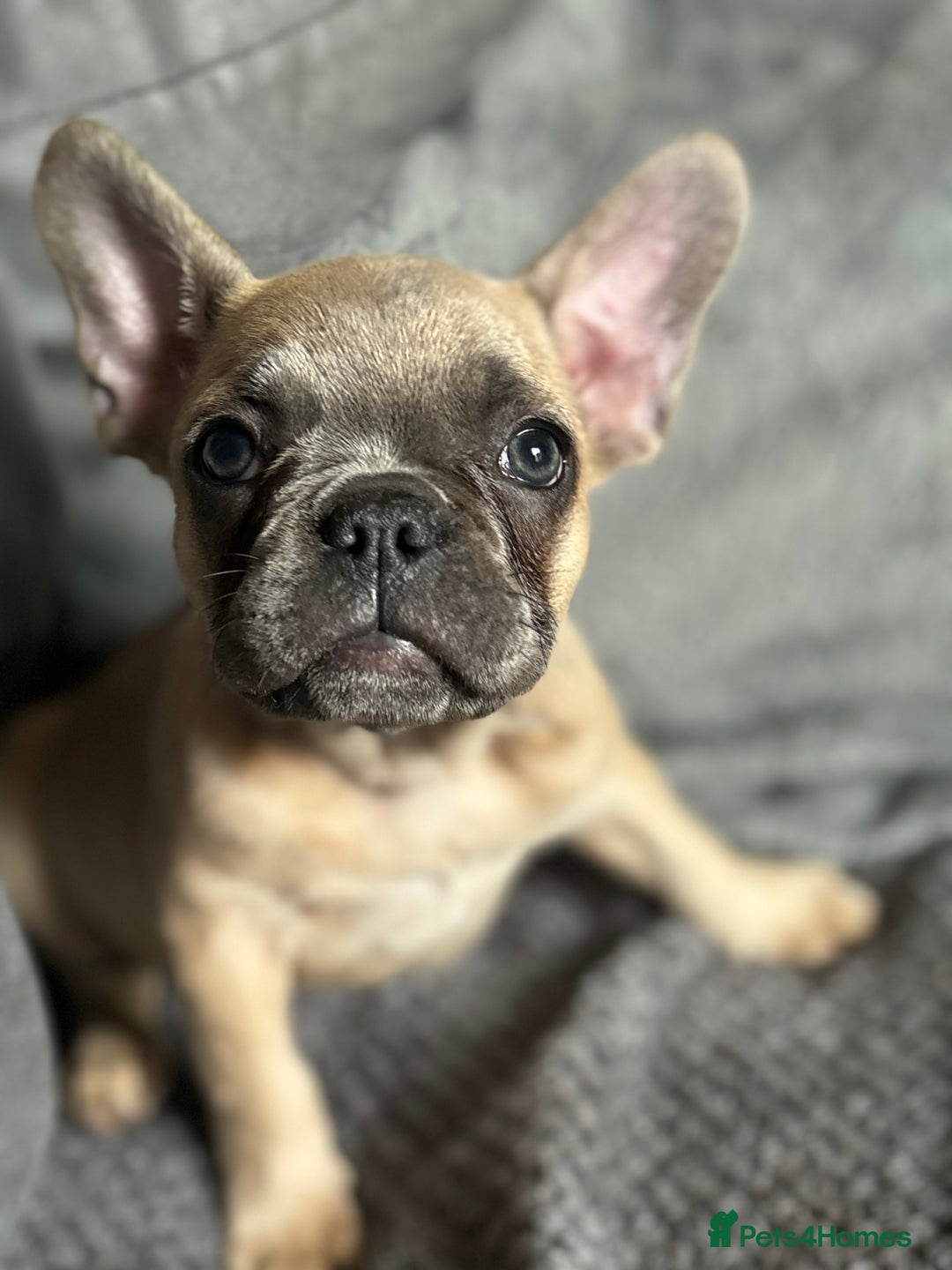 French Bulldog dogs for sale:  French bulldogs  - Image 10