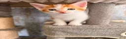 Mixed Breed cats for sale: Domestic shorthair and long hair kittens males  - Advert 11