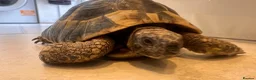 Hermann Tortoise reptiles for sale: Meet Fernandinon Male age 12 Hermann tortoise  - Advert 6