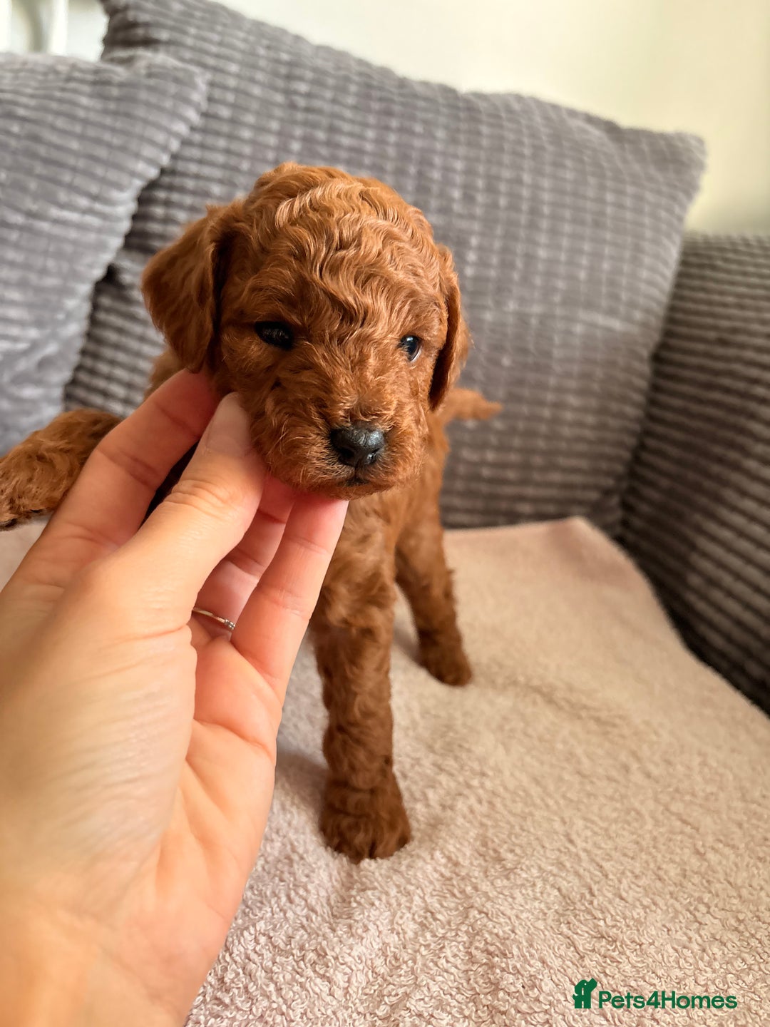 Cockapoo dogs for sale: 4 Stunning Fox Red F1b Toy Cockapoos  - Advert 16