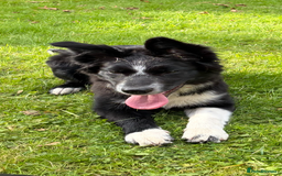 Border Collie dogs for sale: Maeve Border collie puppy  - Image 12
