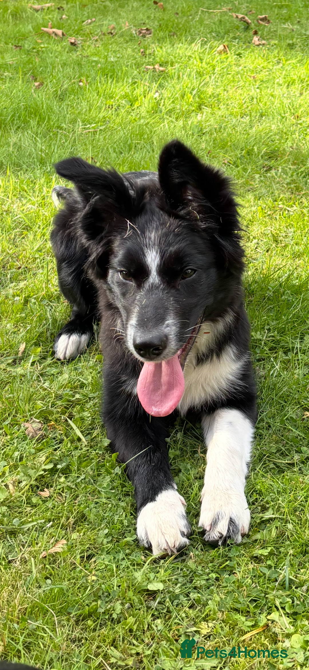 Border Collie dogs for sale: Maeve Border collie puppy  - Image 12