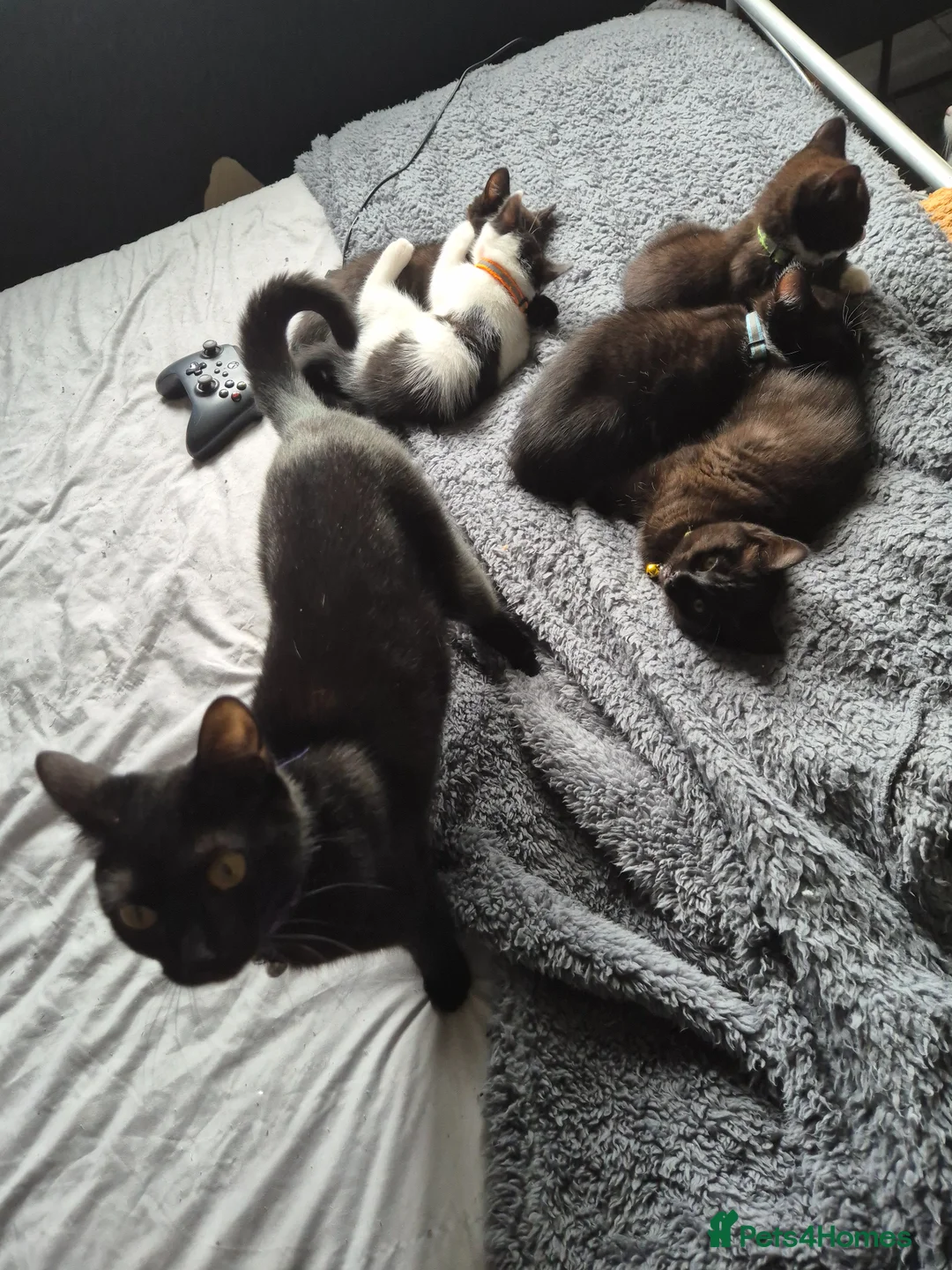 British Shorthair cats for sale: 5 British short hair kittens for sale - Advert 11