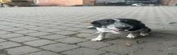 Bearded Collie dogs for sale: Border Collie  - Advert 6