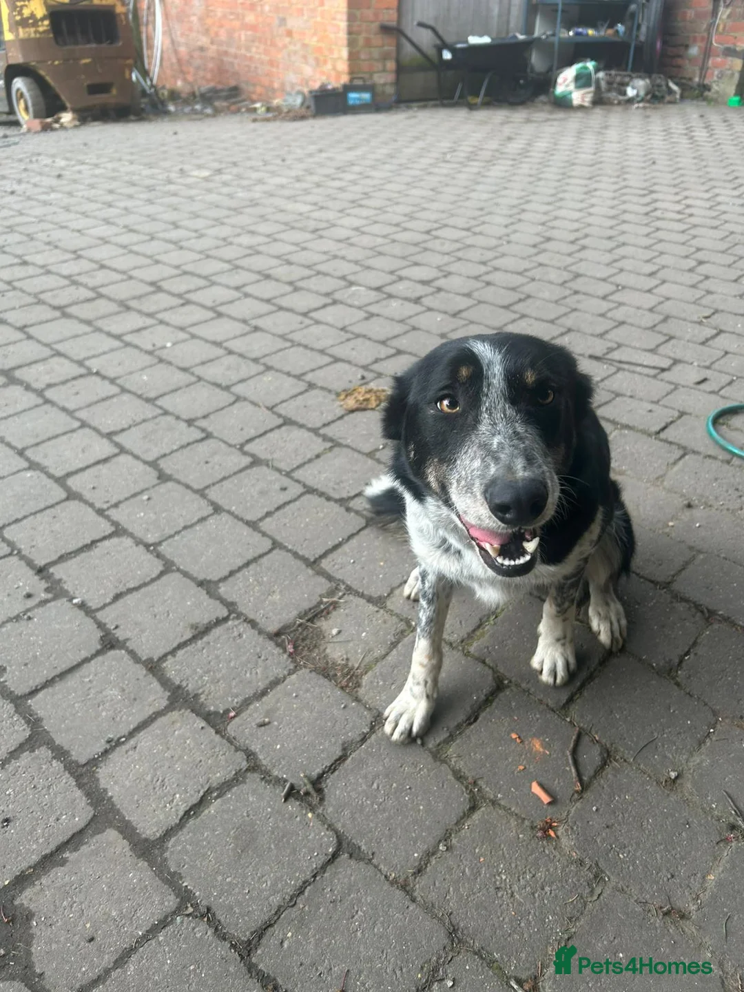 Bearded Collie dogs for sale: Border Collie  - Advert 6