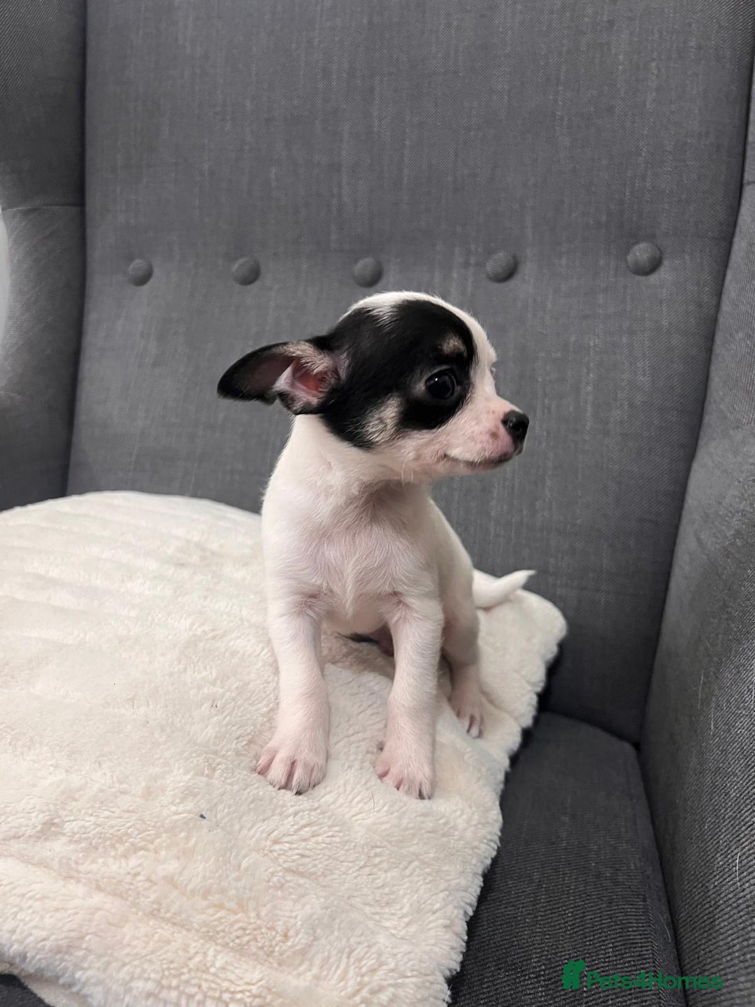 Chihuahua dogs for sale: 5Stunning tiny Smooth coat 🍏head chihuahua puppys - Image 6