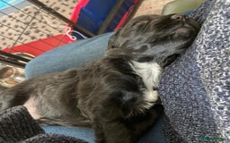 Sprocker dogs for sale: Working Sprocker Pups   - Image 9