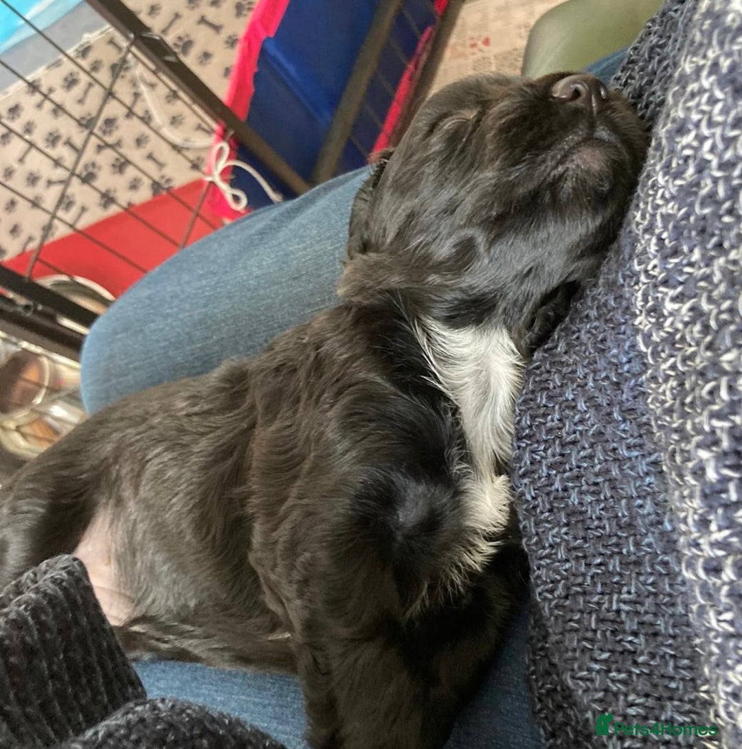 Sprocker dogs for sale: Working Sprocker Pups   - Image 9