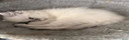 Ragdoll cats for sale: ***Last little girl***ready next week*** - Advert 9