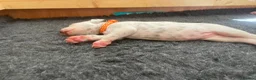 Dalmatian dogs for sale: Exceptional KC Liver Spotted Dalmatian Puppies in Worcester - Advert 12