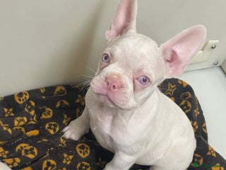 French Bulldog dogs - Advert 19