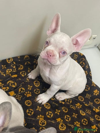 French Bulldog dogs - Advert 5