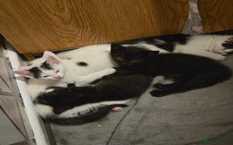 Mixed Breed cats for sale: Beautiful mixed breed littler  - Image 1