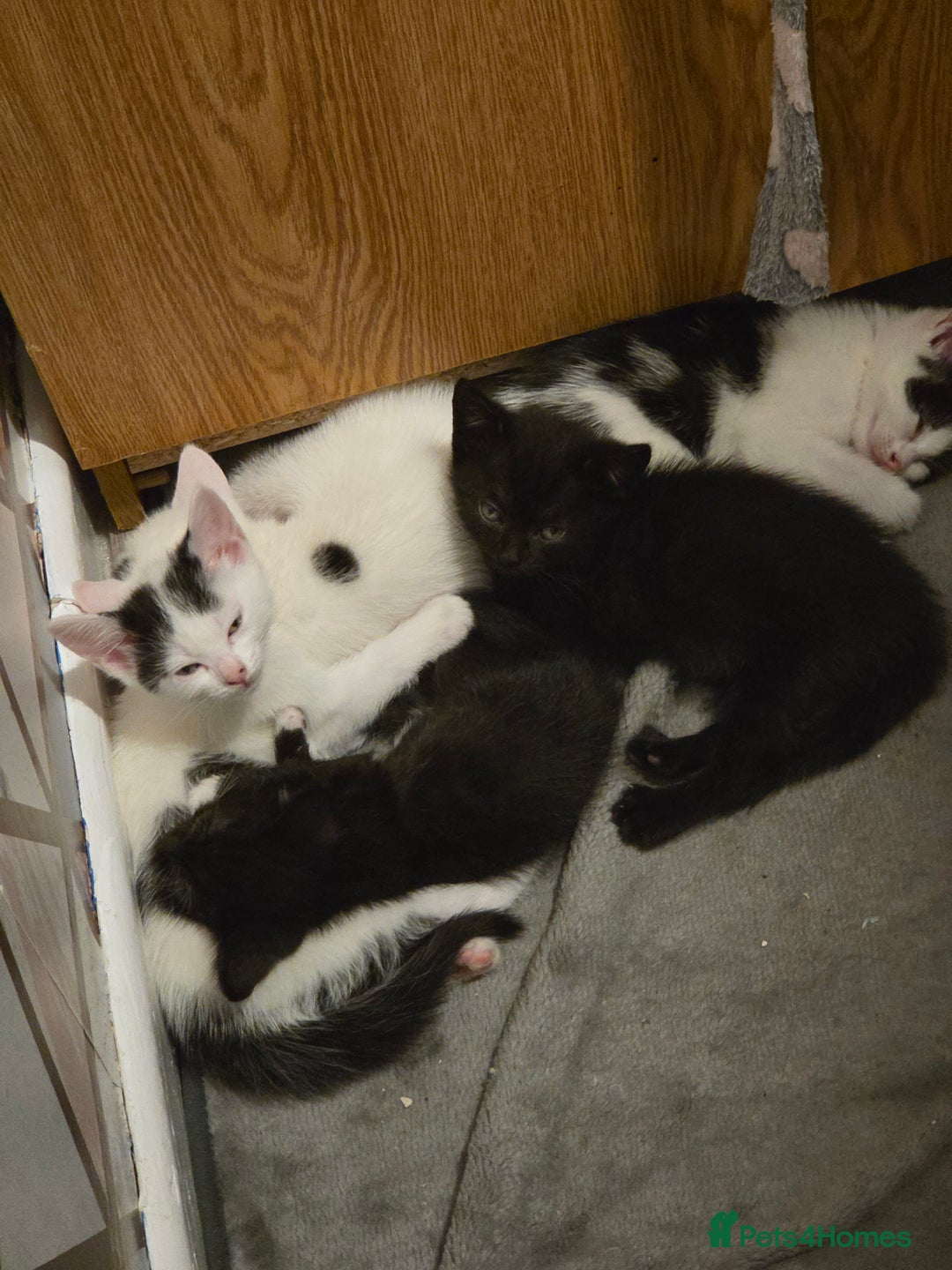 Mixed Breed cats for sale: Beautiful mixed breed littler  - Image 1
