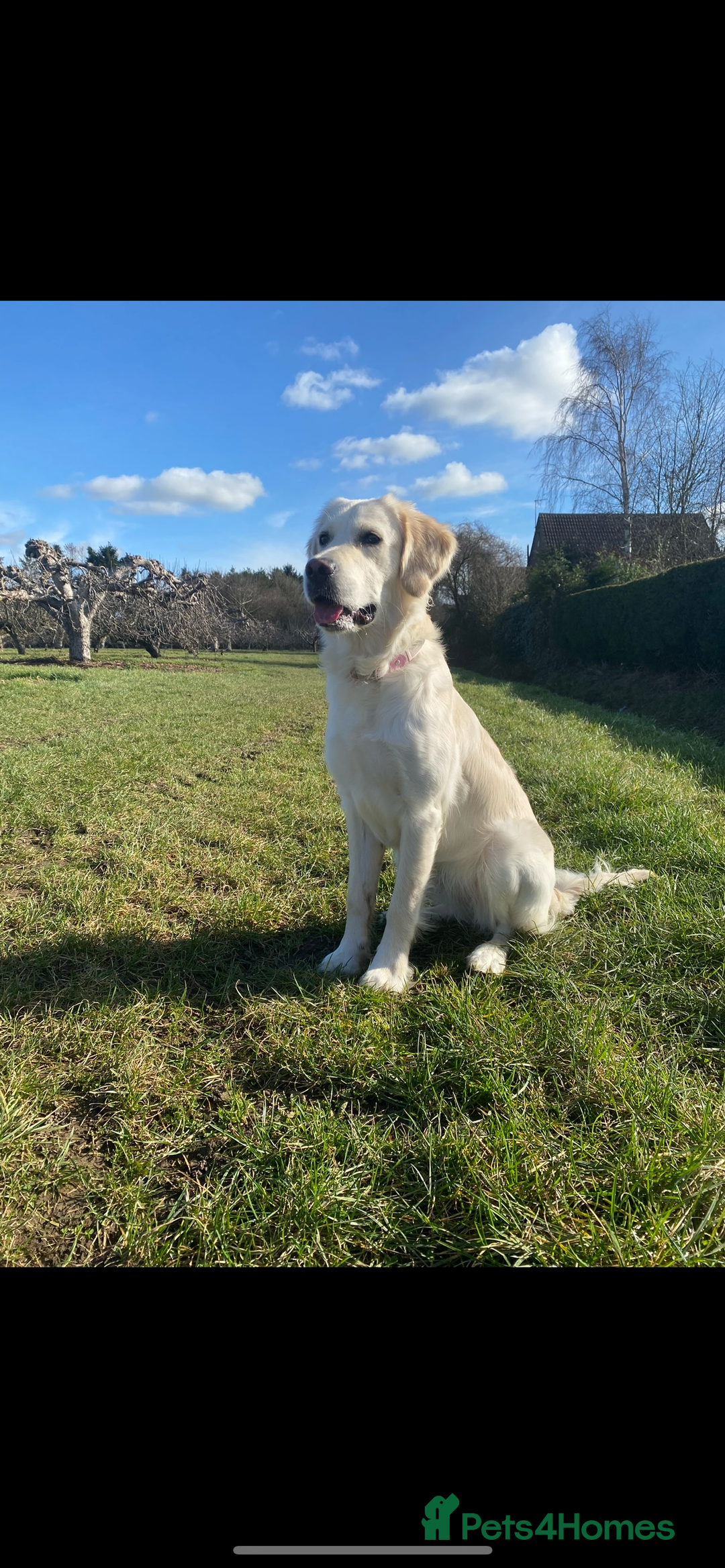 Mixed Breed dogs for sale: Golden retriever x Alaskan chow pup  - Advert 5