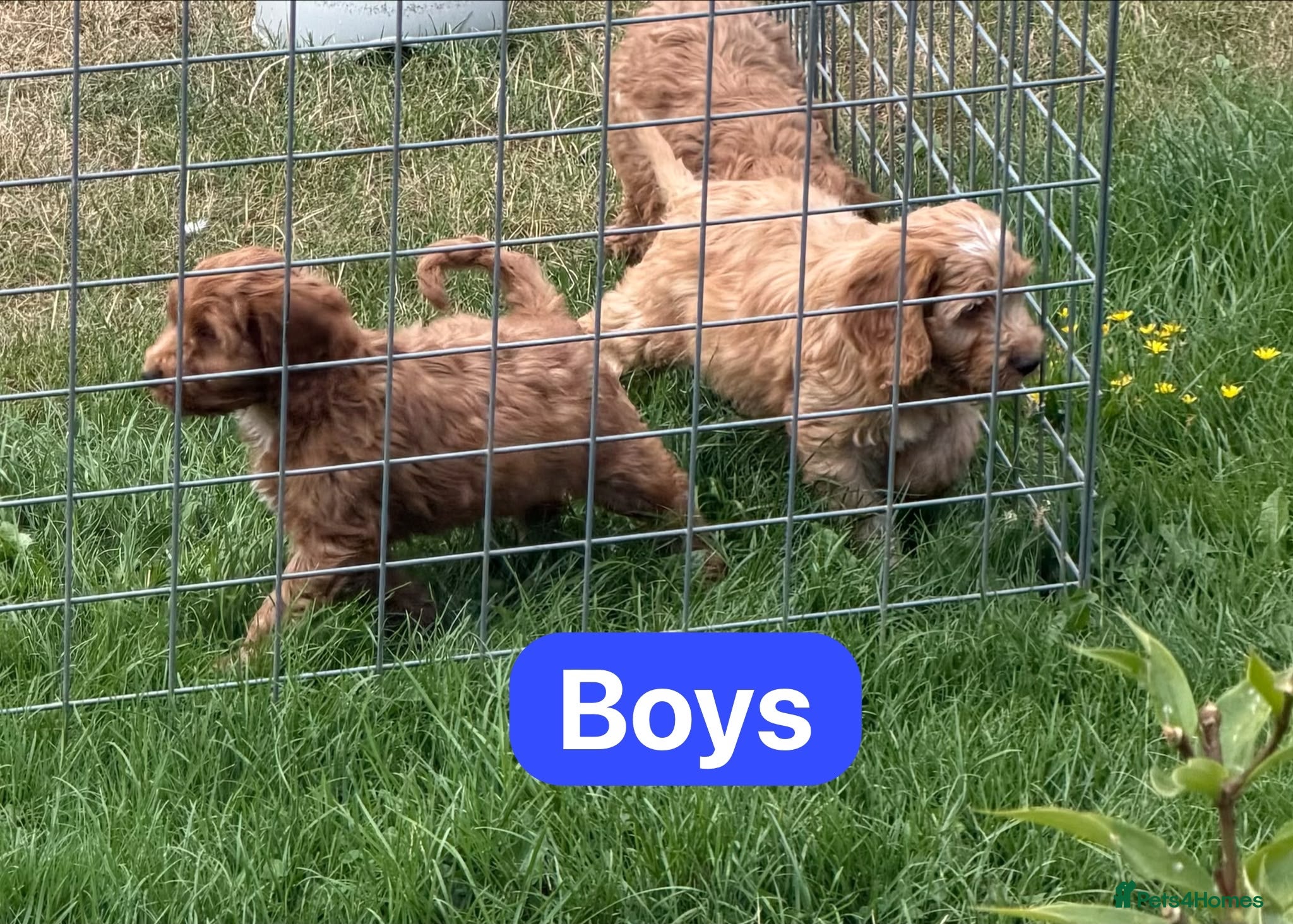 Cockapoo dogs Cockapoo pups ready now  - Advert 2