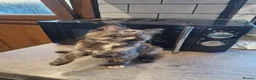 Maine Coon cats for sale: Main Coon x Russian Blue  - Advert 7