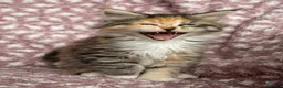 Maine Coon cats for sale: Beautiful Maine Coon Kittens - Advert 10