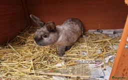 Mixed Breed rabbits for sale: Gorgeous tempered cute bonded mother daughter duo  - Image 6