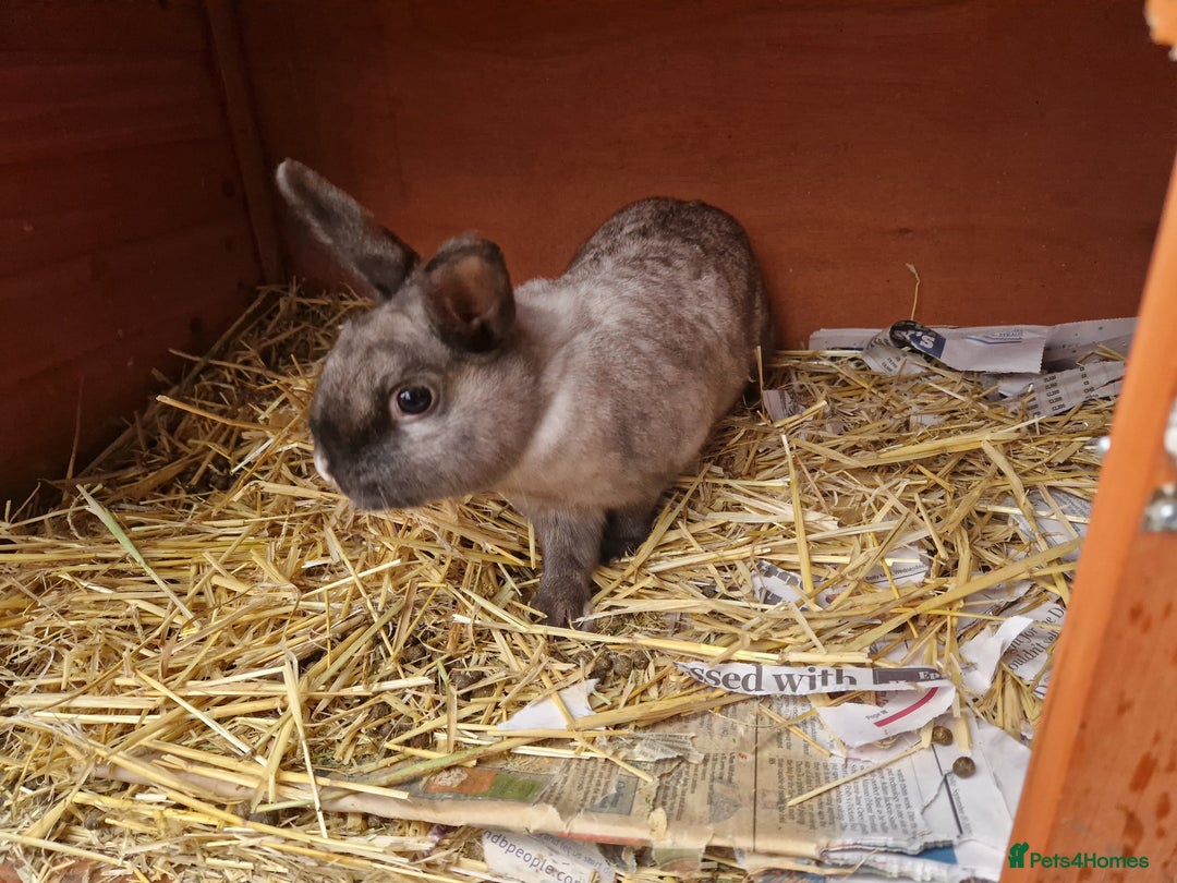 Mixed Breed rabbits for sale: Gorgeous tempered cute bonded mother daughter duo  - Image 6