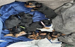 Yorkshire Terrier dogs for sale: People Friendly Yorkshire Terriers. - Image 3