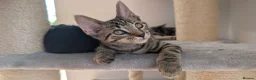 Maine Coon cats for sale: Beautiful Main coon x Bengal kittens - Advert 3