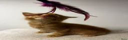 Maine Coon cats for sale: Beautiful Maine Coon Kittens - Advert 10