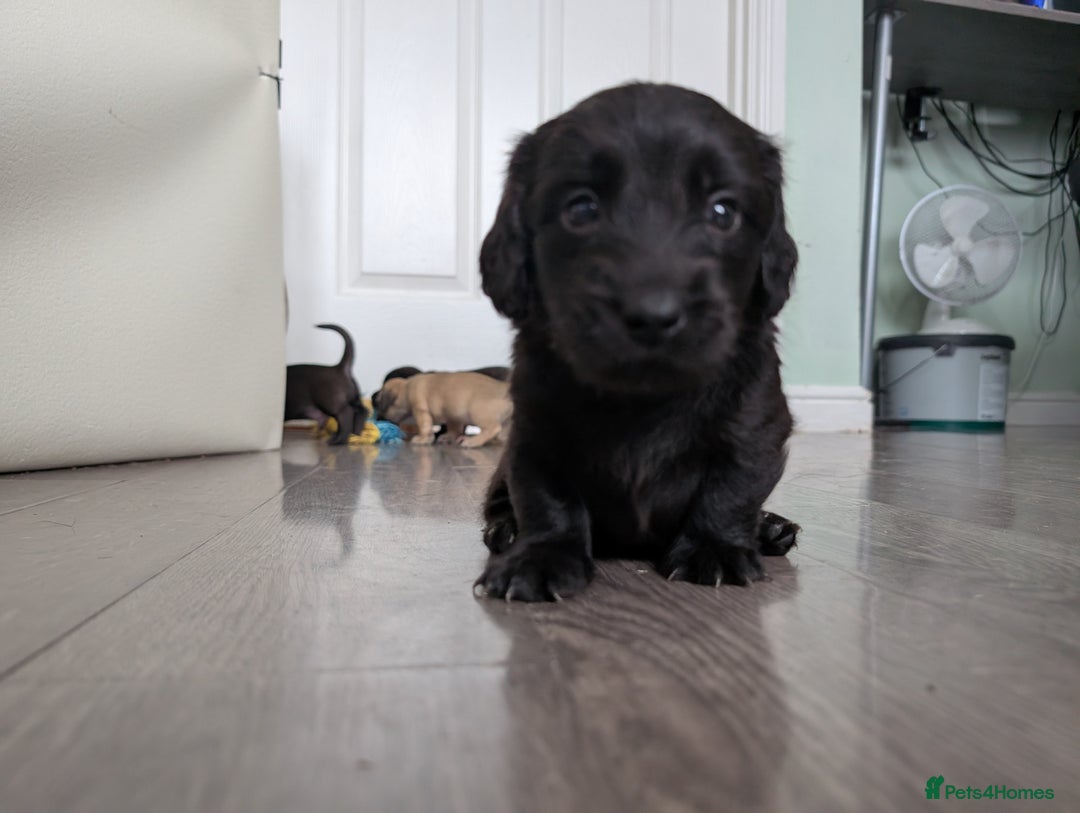 Dachshund dogs for sale: Dachshund x puppies male 2x long haired  - Image 17