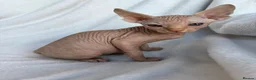 Sphynx cats for sale: Gorgeous stripped Sphynx kittens - Advert 12