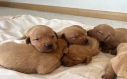 Labrador Retriever dogs for sale: Fox red Labrador puppies - Image 2