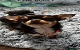 Chihuahua dogs for sale: Beautiful Female Chihuahua Puppies  - Image 12