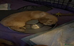 Mixed Breed dogs for sale: Beautiful chunky golden retriever x cockapoos  - Image 20