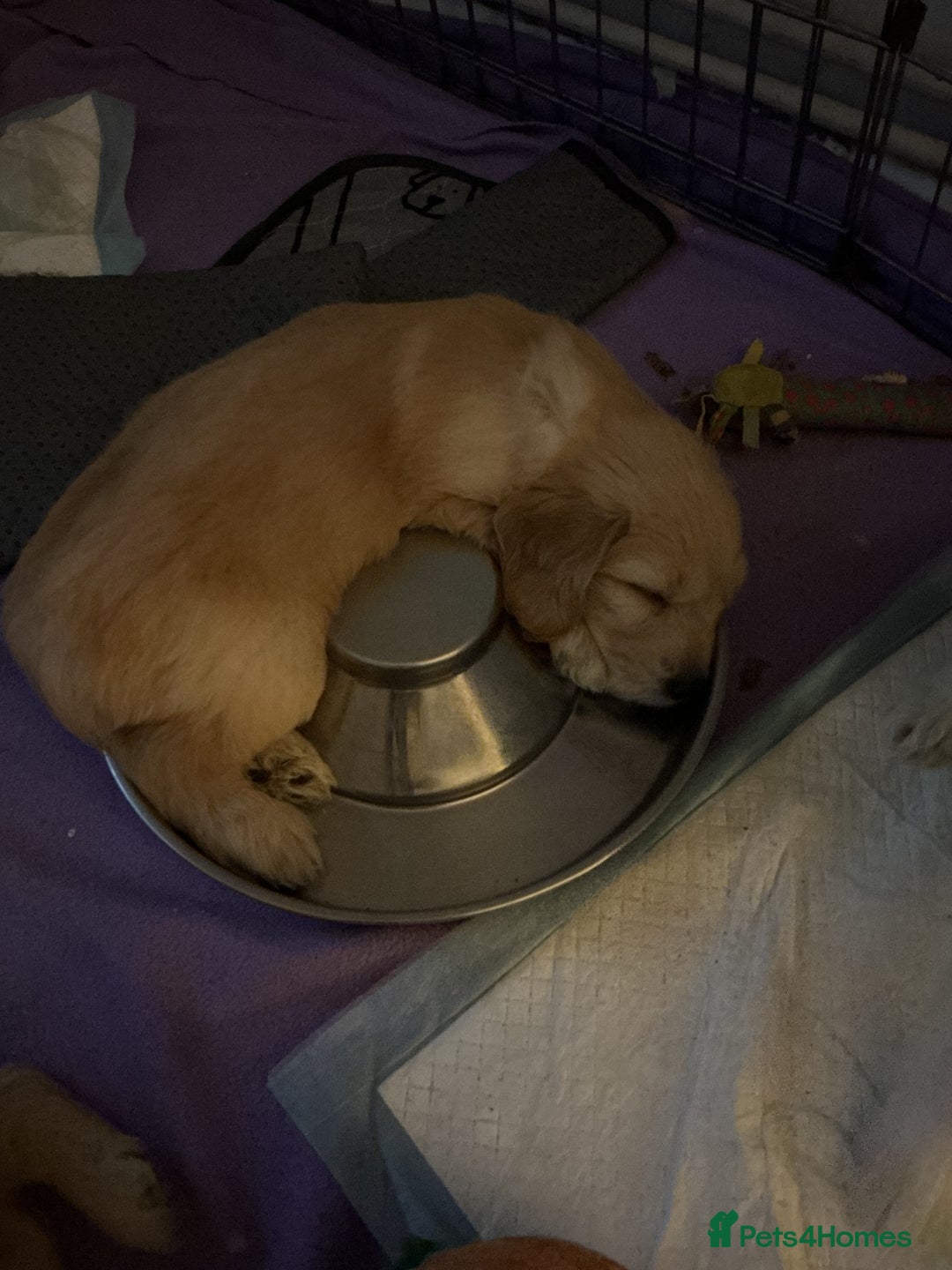 Mixed Breed dogs for sale: Beautiful chunky golden retriever x cockapoos  - Image 20