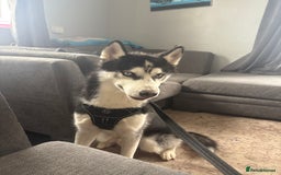 Siberian Husky dogs for sale: Siberian husky looking for new home - Image 1