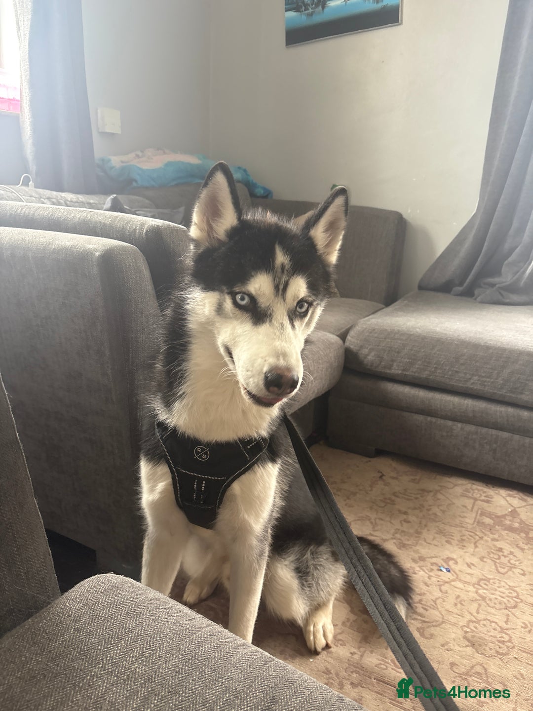 Siberian Husky dogs for sale: Siberian husky looking for new home - Image 1