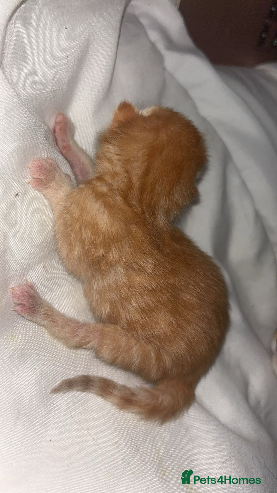 Mixed Breed cats for sale: 3x Kittens  - Advert 7