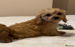 Cavapoo dogs for sale: Health-checked calm loving pups - Image 16