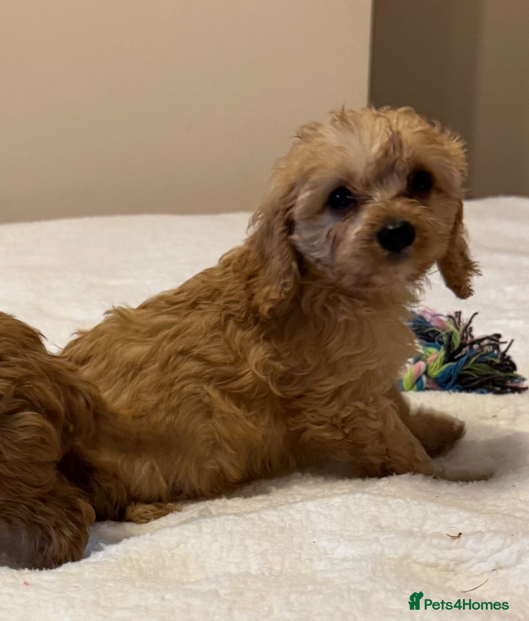 Cavapoo dogs for sale: Health-checked calm loving pups - Image 16