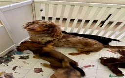 Miniature Dachshund dogs for sale: Beautiful Miniature Long-Haired Dachshund Puppies - Image 6
