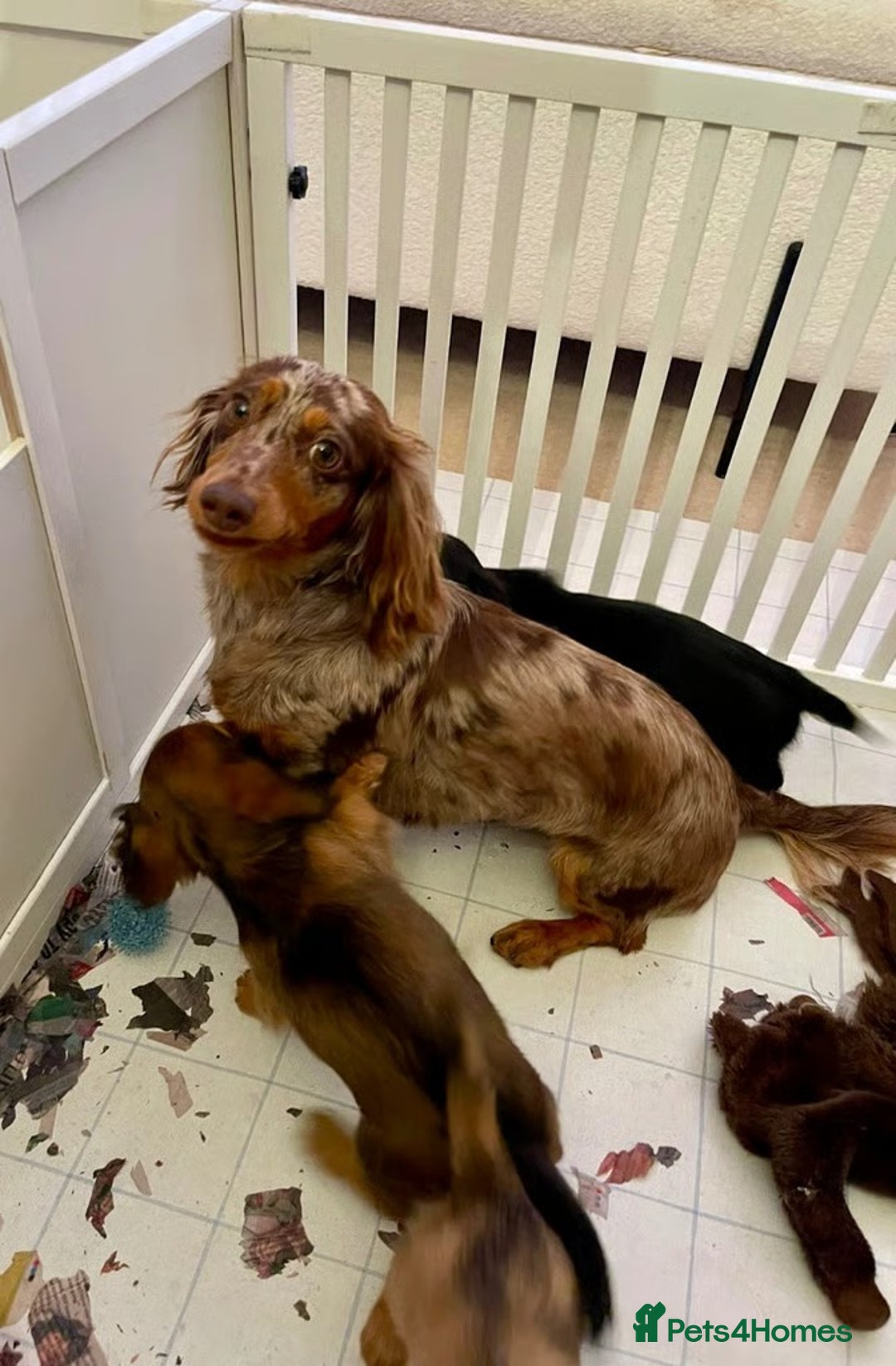 Miniature Dachshund dogs for sale: Beautiful Miniature Long-Haired Dachshund Puppies - Image 6