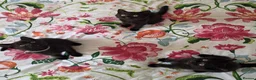 British Shorthair cats for sale: British shorthair kittens - Advert 18